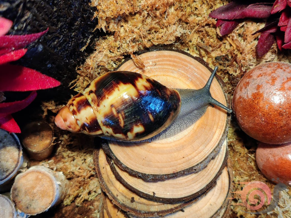 Archachatina Marginata Egregia